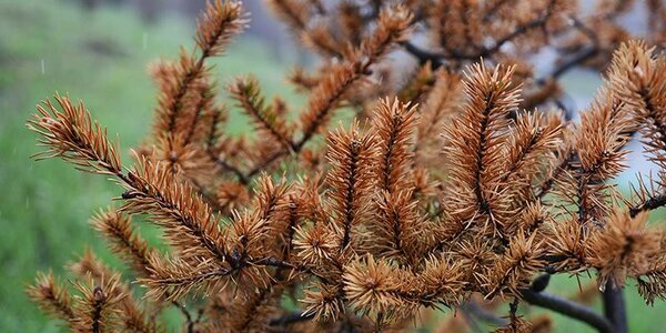 Похолодание и небольшие осадки: всё о погоде в Приморье в среду