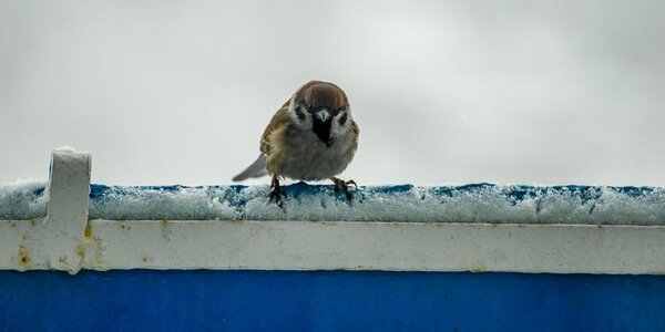 Снег на севере Приморья. Синоптики опубликовали прогноз на последние выходные ноября