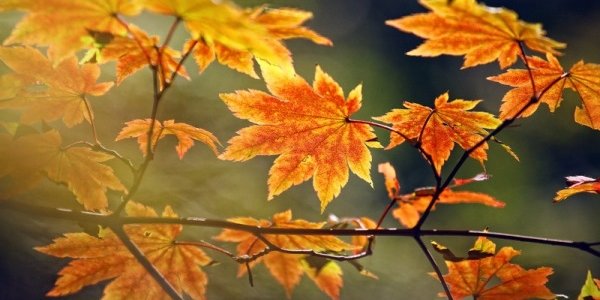 На следующей неделе в Приморье придет интенсивное похолодание