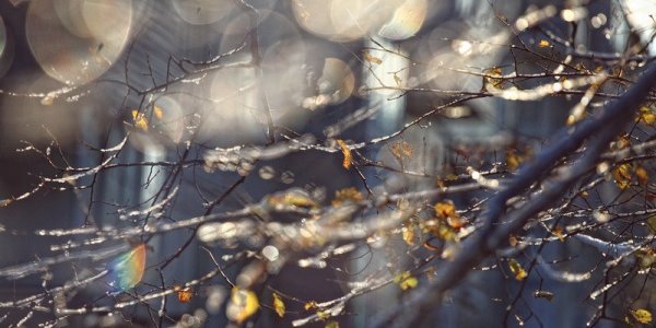 Вместо рождественских морозов в Приморье пришла оттепель