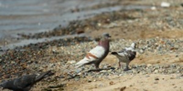 В Приморье сохраняется неустойчивый характер погоды