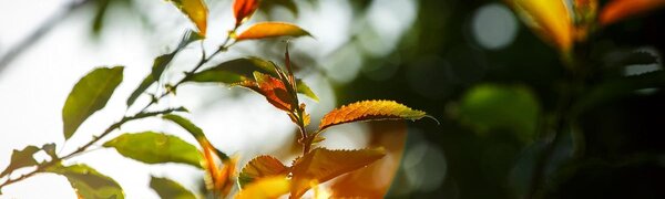 Осенняя прохлада почувствуется в Приморье на следующей неделе