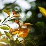 Осенняя прохлада почувствуется в Приморье на следующей неделе