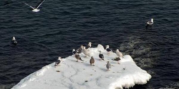 Температура на большей территории Приморья ниже нормы на  1 — 4 градуса