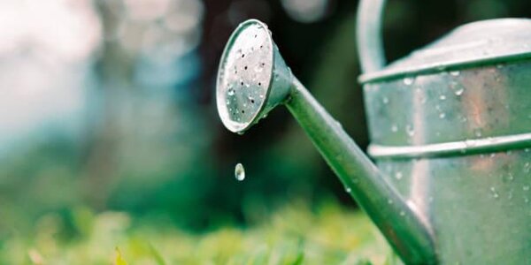 Жители Приморья могут потерять урожай из-за переувлажнения почвы