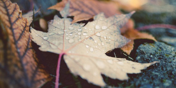 Китайский циклон принес дожди в Приморье