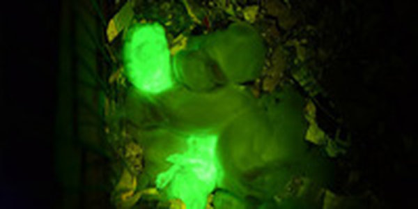 В Турции вывели светящихся кроликов