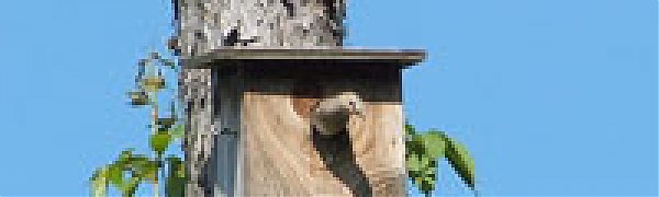 Природные чудеса июня в Сихотэ-Алинском заповеднике