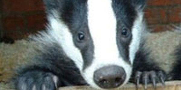 Чертовски пьяный барсук заблокировал движение на шоссе в Германии