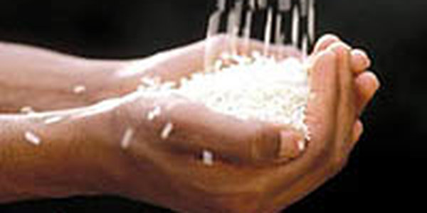 В Приморье китайцы удобряли рис ядохимикатами