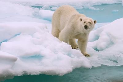 Северный полюс Земли начал рекордно быстро смещаться