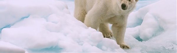 Северный полюс Земли начал рекордно быстро смещаться