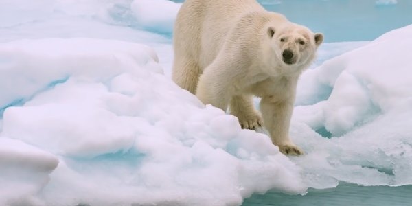 Северный полюс Земли начал рекордно быстро смещаться