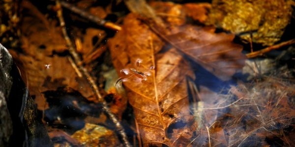 Дожди на день оставят Приморье в покое