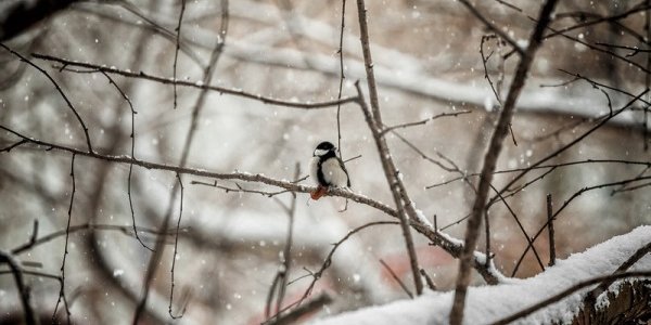 Конкурс: Первый снег во Владивостоке!