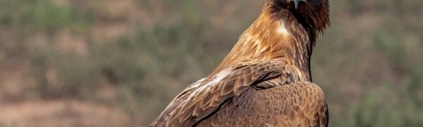 Орлица разорила сибирских орнитологов дорогими СМС из Ирана