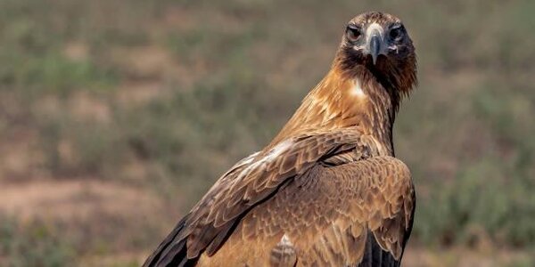 Орлица разорила сибирских орнитологов дорогими СМС из Ирана