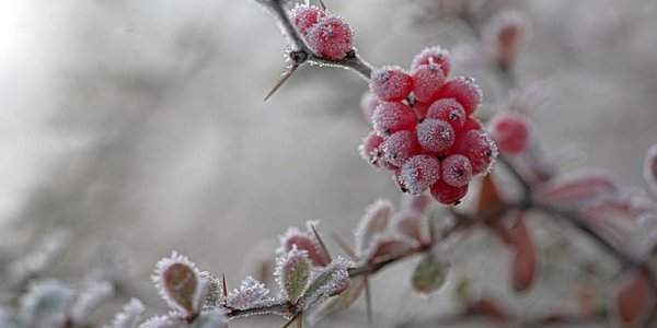 На Дальнем Востоке отмечены первые заморозки