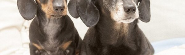 В Великобритании впервые появилась клонированная собака