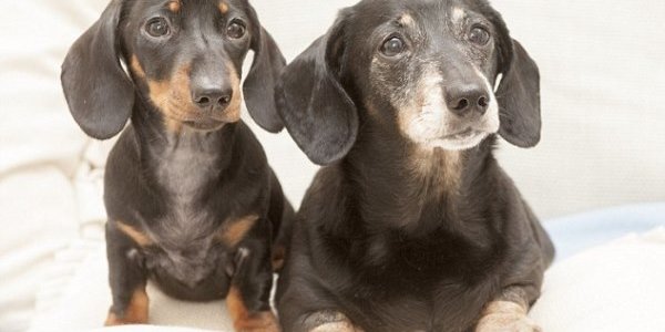 В Великобритании впервые появилась клонированная собака