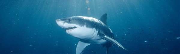 Приморские рыбаки заметили акул под Находкой (ВИДЕО)