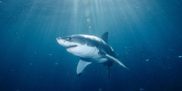 Приморские рыбаки заметили акул под Находкой (ВИДЕО)