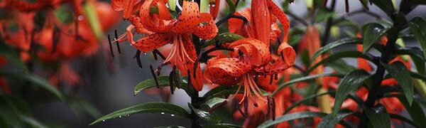 Больше всего осадков циклон принес в Барабаш