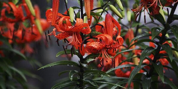 Больше всего осадков циклон принес в Барабаш