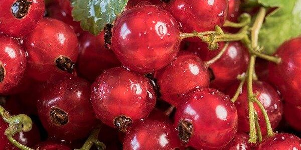 «Фестиваль приморских овощей» пройдет во Владивостоке на выходных