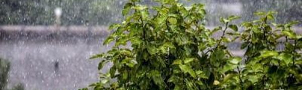 Экстренное предупреждение о сильных ливнях в Приморье распространило МЧС 