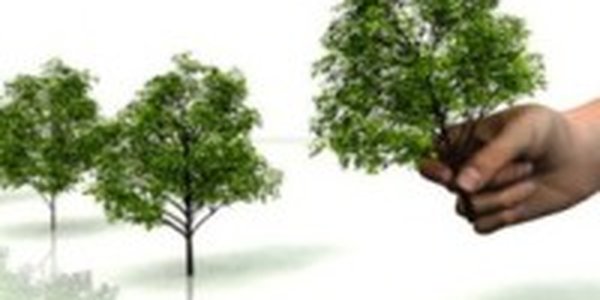 Посадить дерево и спасти лес приглашают жителей Владивостока 