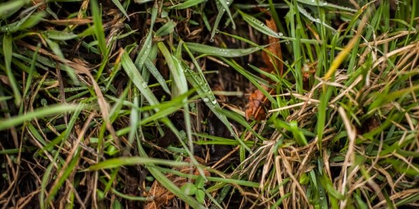 Сегодня в Приморье местами пройдет дождь