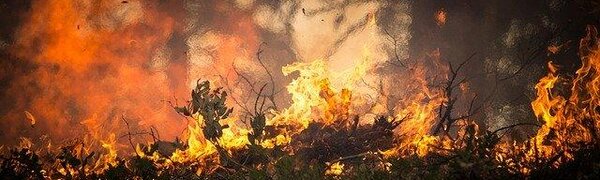 Внимание! В Приморье стремительно нарастает уровень пожароопасности леса