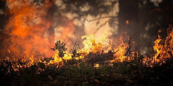 Внимание! В Приморье стремительно нарастает уровень пожароопасности леса