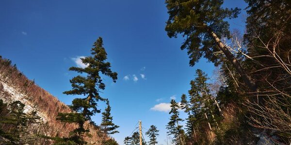 Мишустин попросил экологов из Приморья подарить его сыну книгу о выживании в дикой природе
