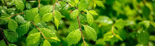 Дожди разной интенсивности пройдут в Приморье в пятницу