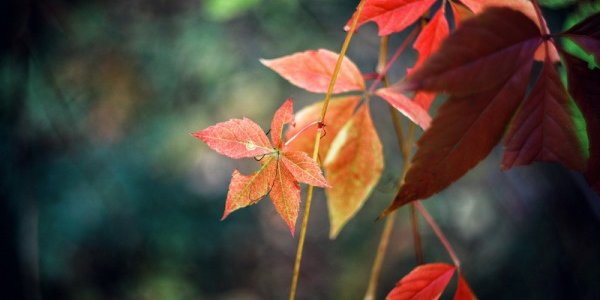 Октябрь в Приморье отметился частыми сменами волн тепла и холода
