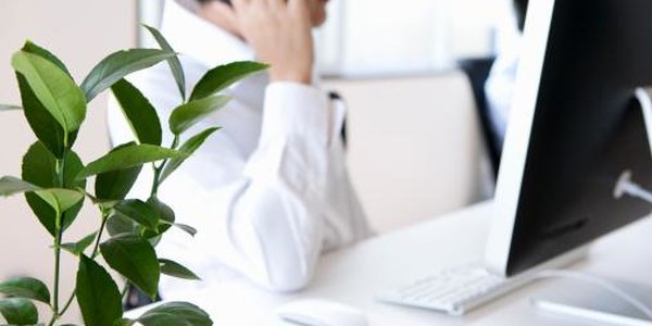 В офисах с комнатными растениями лучше работается