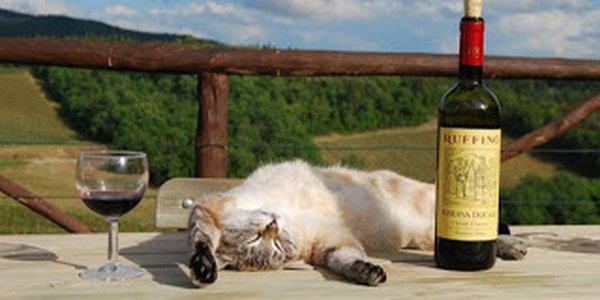 В Японии появилось вино для кошек