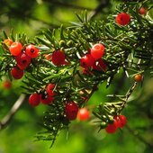 Сентябрь в Сихотэ-Алинском заповеднике – время ярких осенних красок