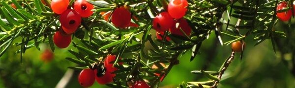 Сентябрь в Сихотэ-Алинском заповеднике – время ярких осенних красок