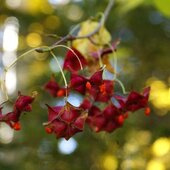Сентябрь в Сихотэ-Алинском заповеднике – время ярких осенних красок