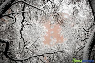 24 декабря Приморье накроет очередной снегопад