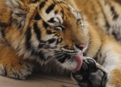 В Приморье ведется поиск сбежавшей тигрицы