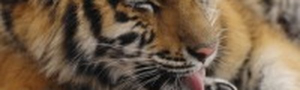 В Приморье ведется поиск сбежавшей тигрицы