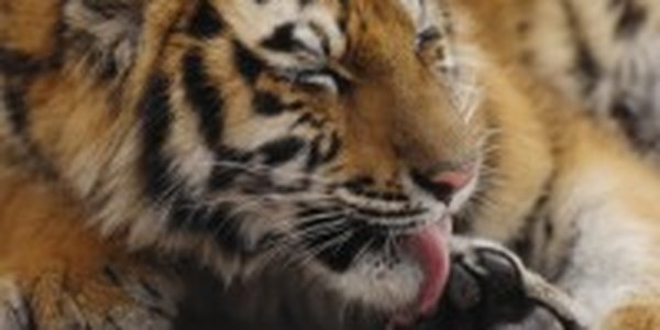 В Приморье ведется поиск сбежавшей тигрицы