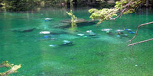 В Тольятти воду в озерах окрасят в зеленый цвет