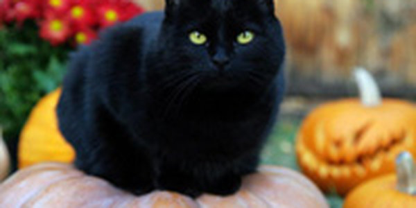 Параскаведекатриафобия или пятница 13