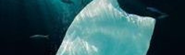 Разлагаемый пластик опасен для природы