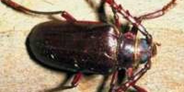 Госдума РФ предлагает ученым вырастить жуков-наркоманов
